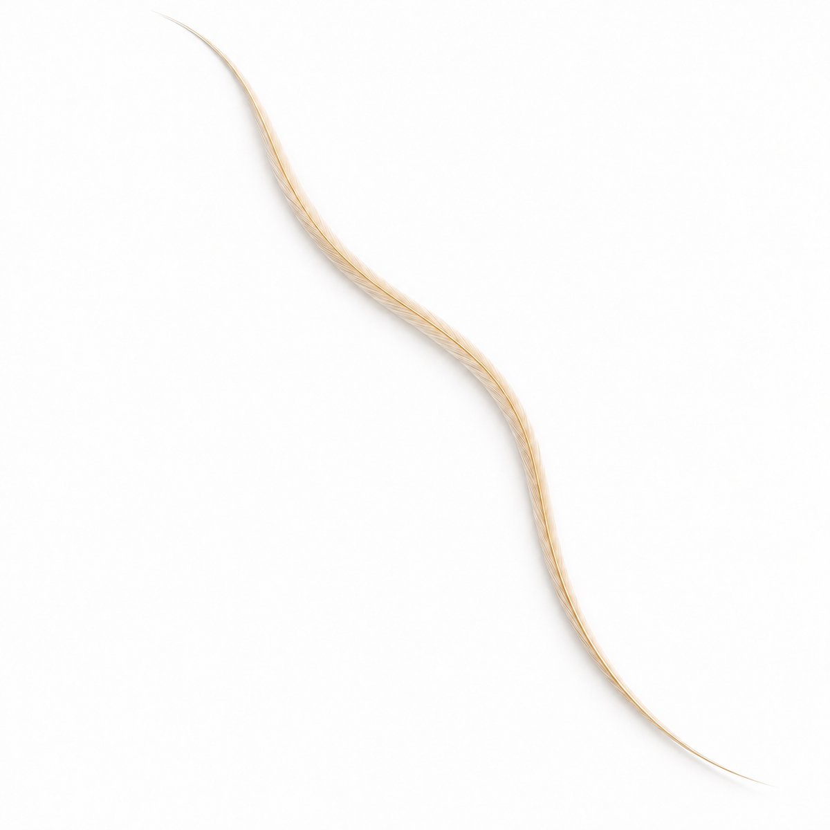 One extra-long solid cream rooster feather hair extension on a white background.
