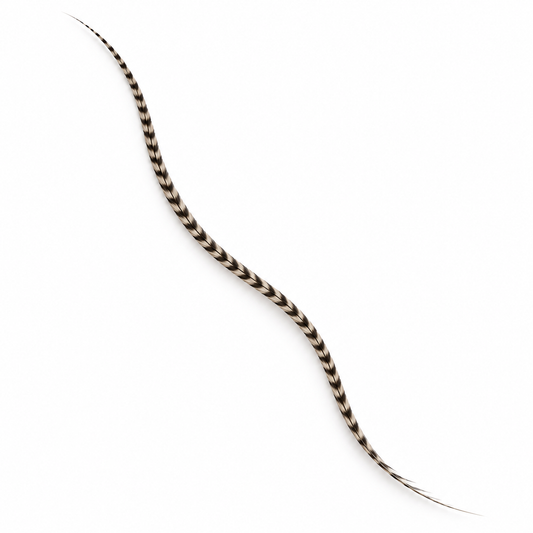 One extra-long natural grizzly striped rooster feather hair extension on a white background.