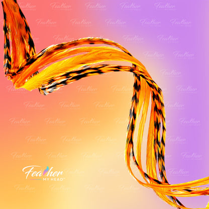 Colorful feather design on a gradient background with 'Feather My Head' branding.