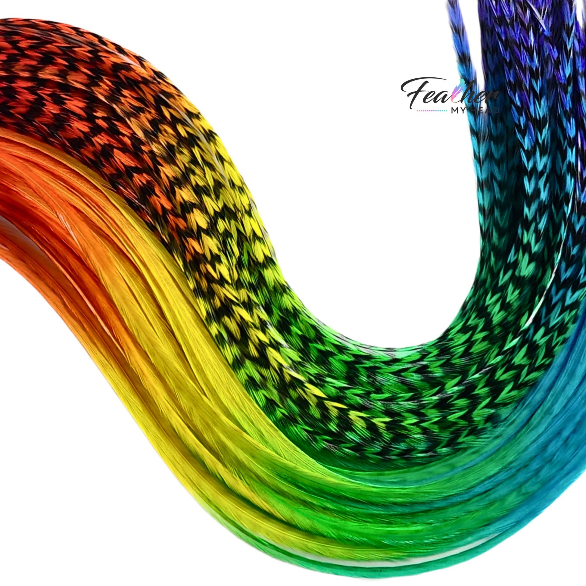 Close-up of Love Is Love rainbow rooster feathers with red to blue color fade