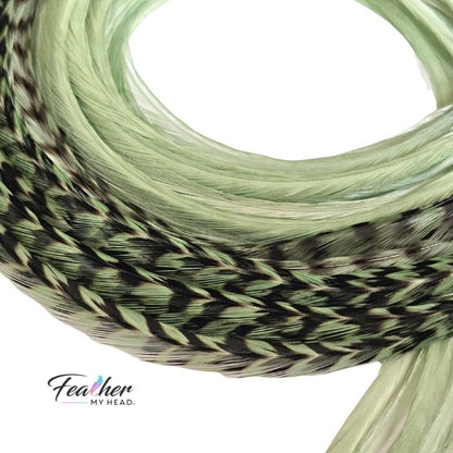 Close up of sage green feather hair extensions in a coiled bundle showing feather texture